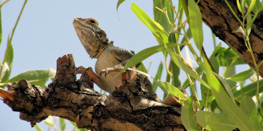 Agama on patrol