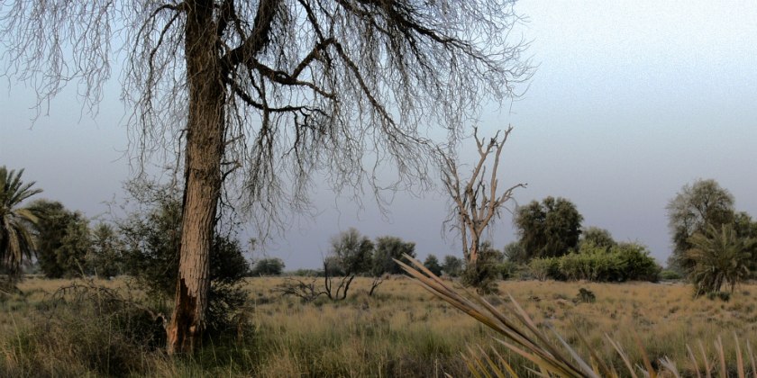 The typical plants of lowlands of the Persian Gulf